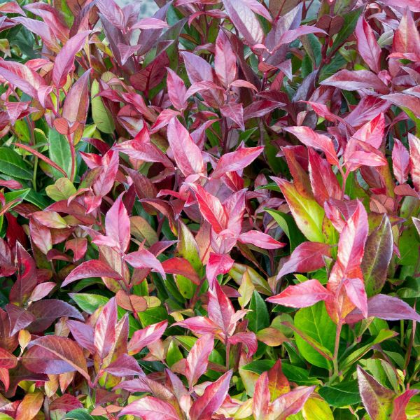 Leucothoe 'Zeblid' 7.5 Litre